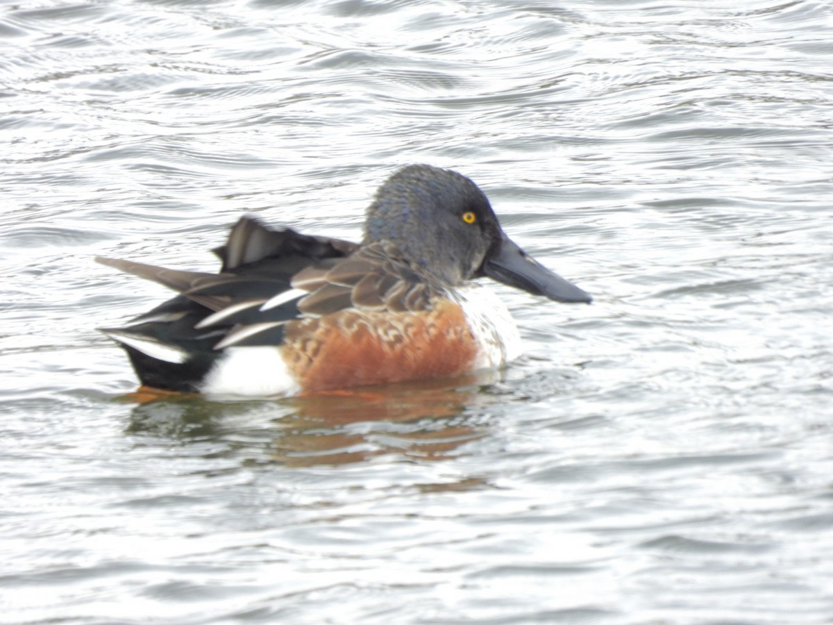 skjeand - ML645927221