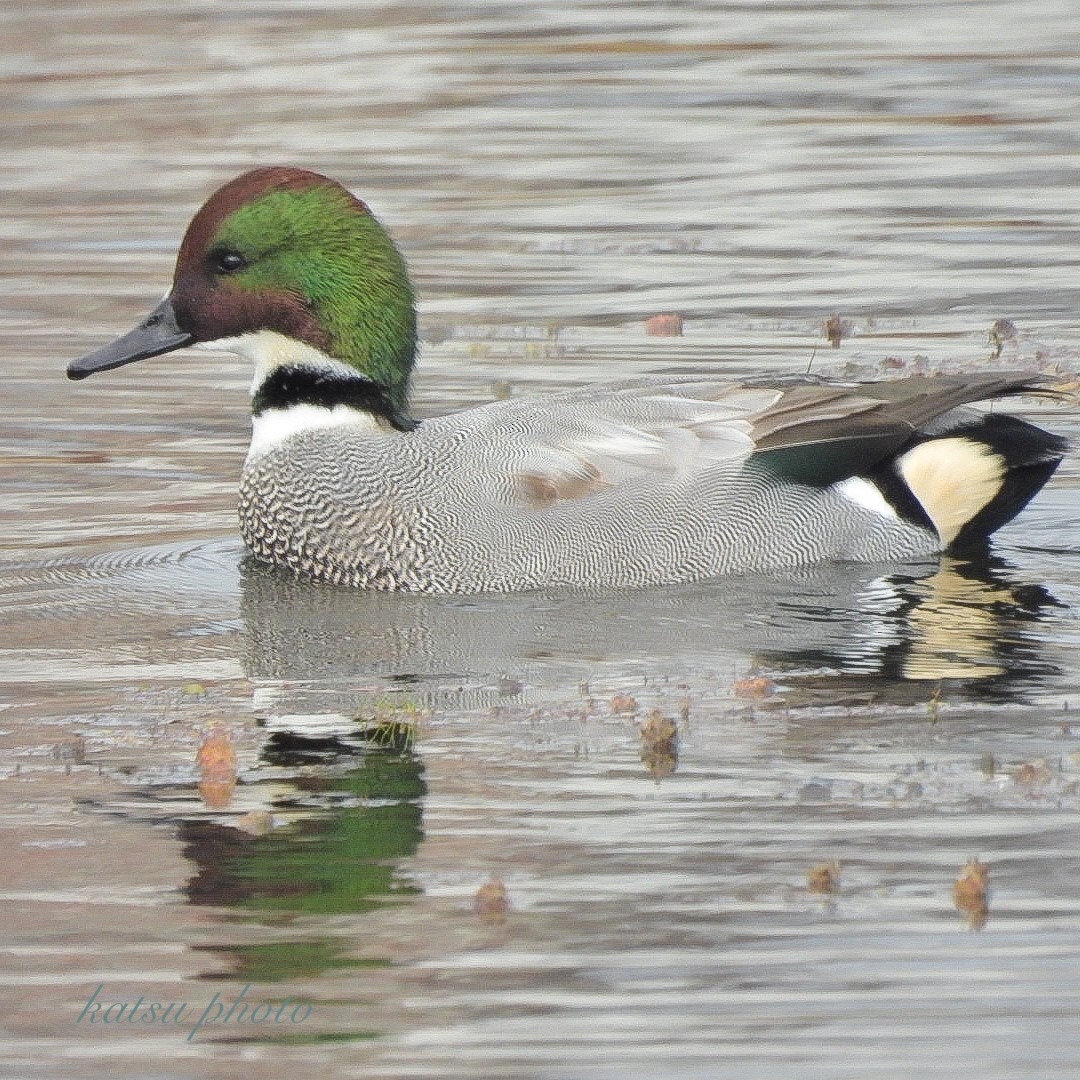 sibirand - ML645927223