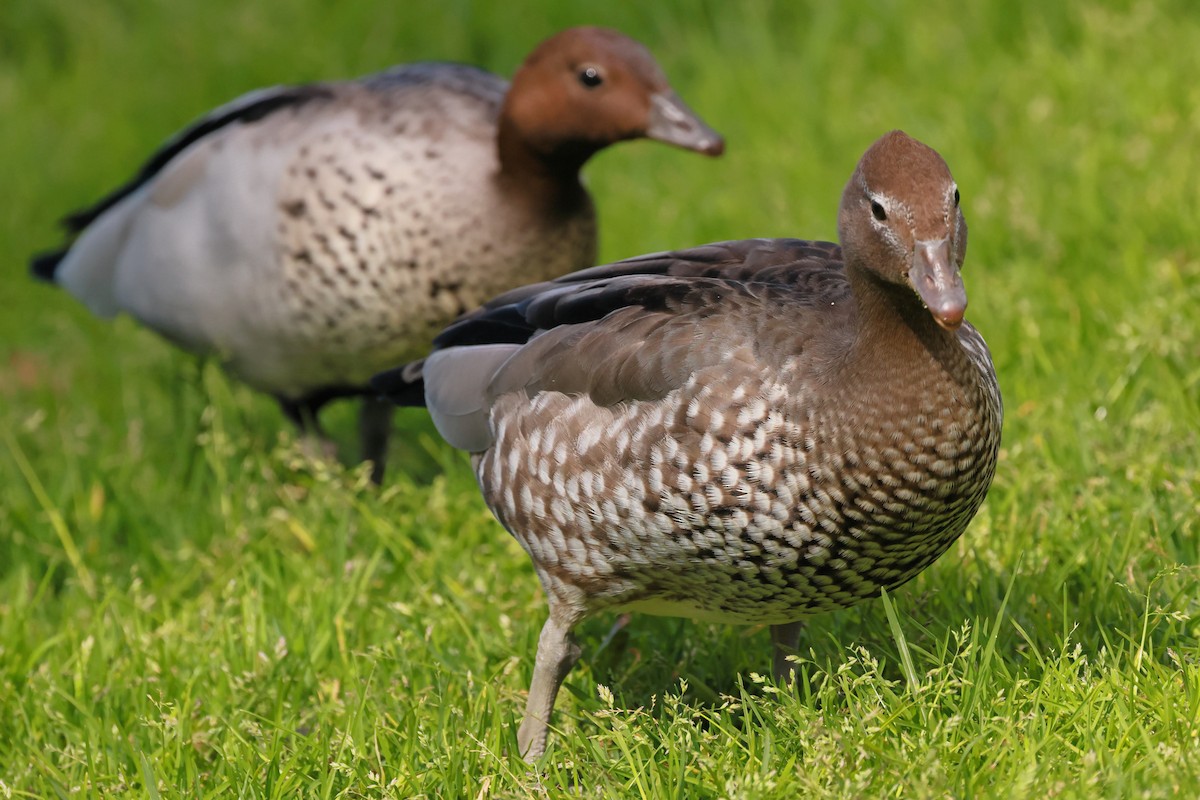 kachnička hřívnatá - ML645927224