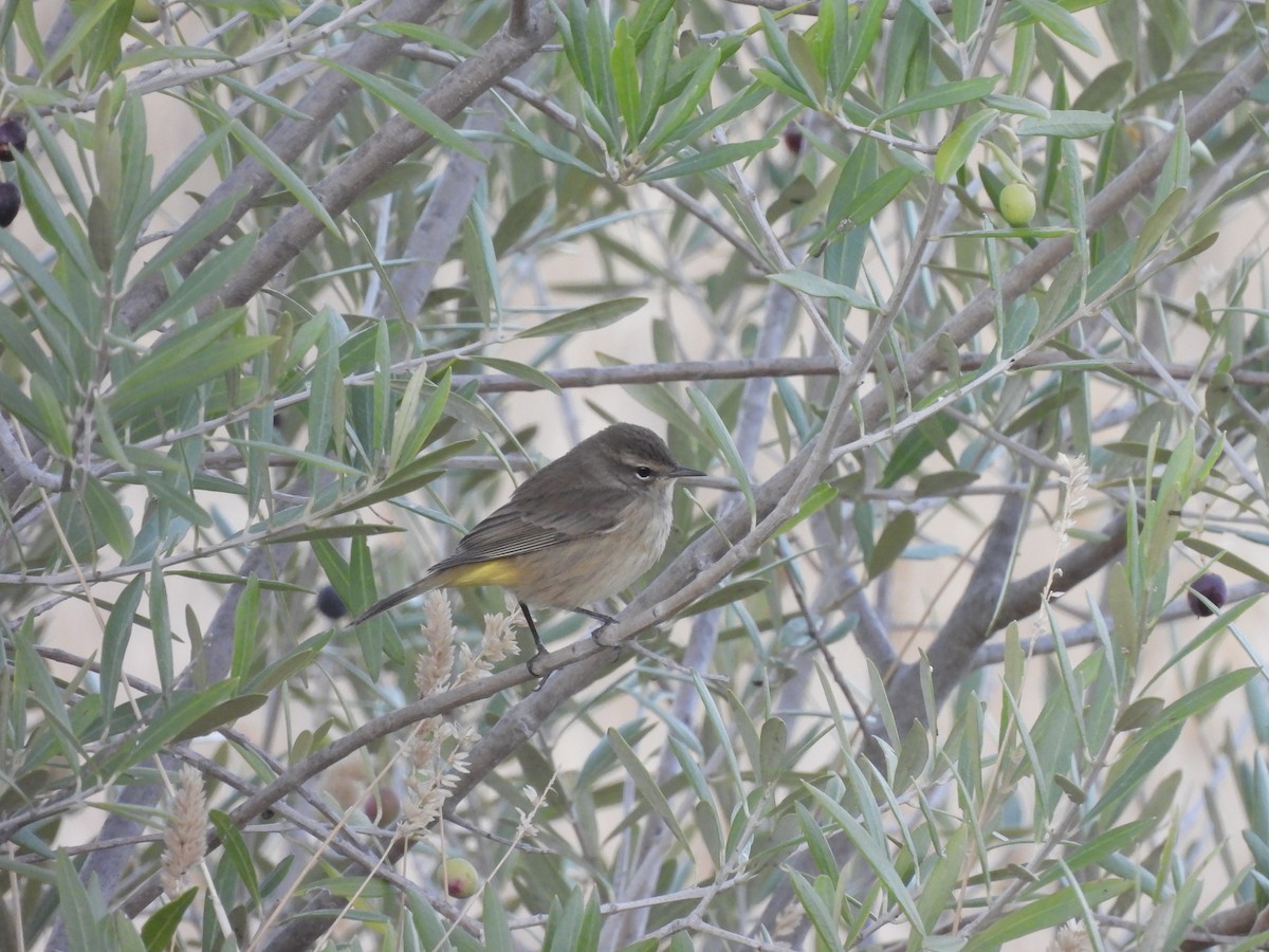 Пісняр-лісовик рудоголовий - ML645927225
