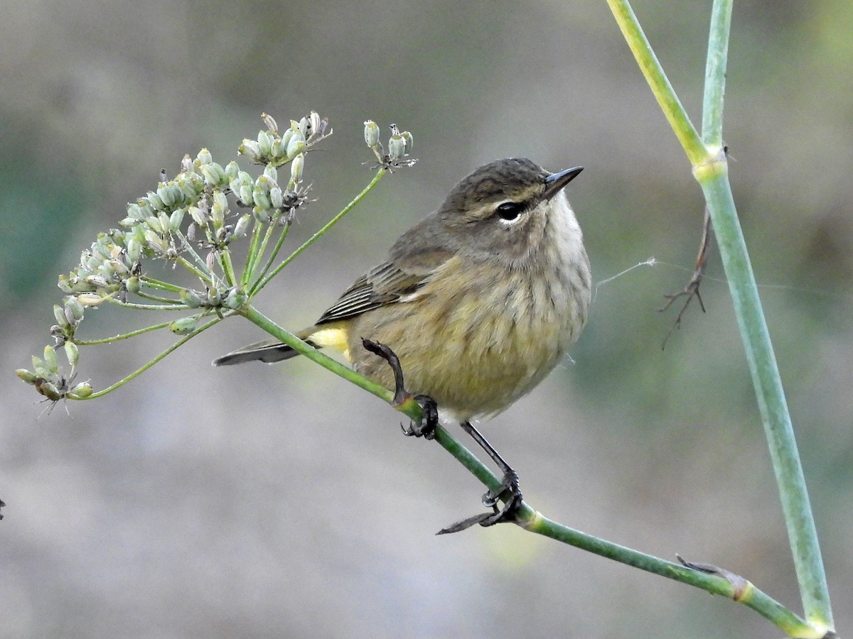 Пісняр-лісовик рудоголовий - ML645927234