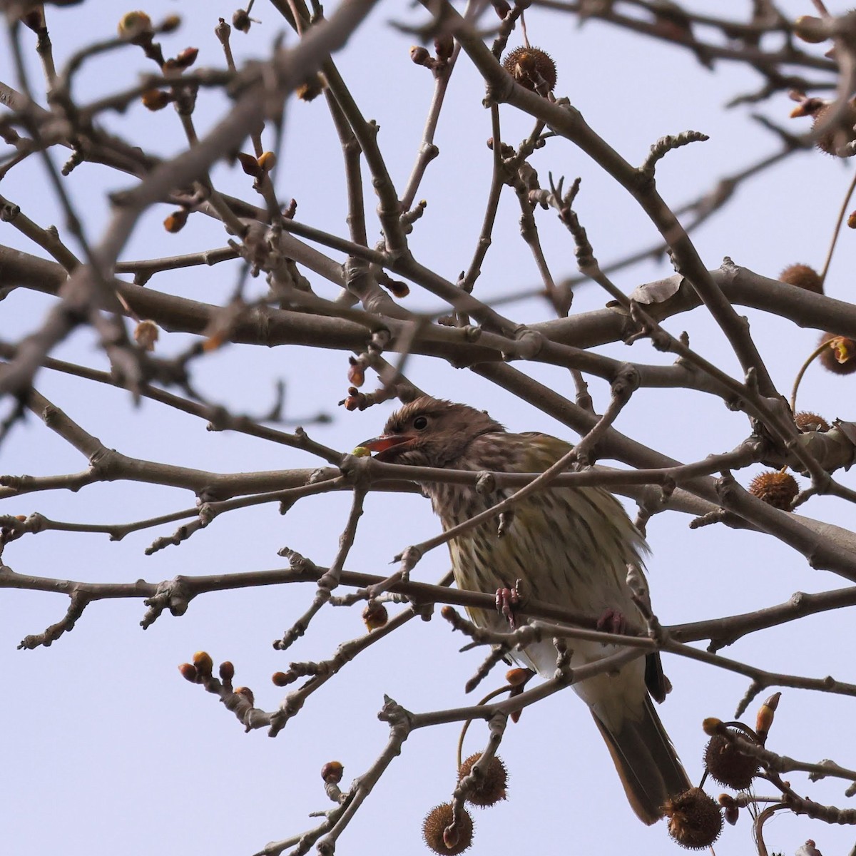 fíkovec australasijský - ML645927240