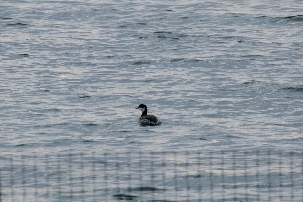 ミミカイツブリ - ML645927241