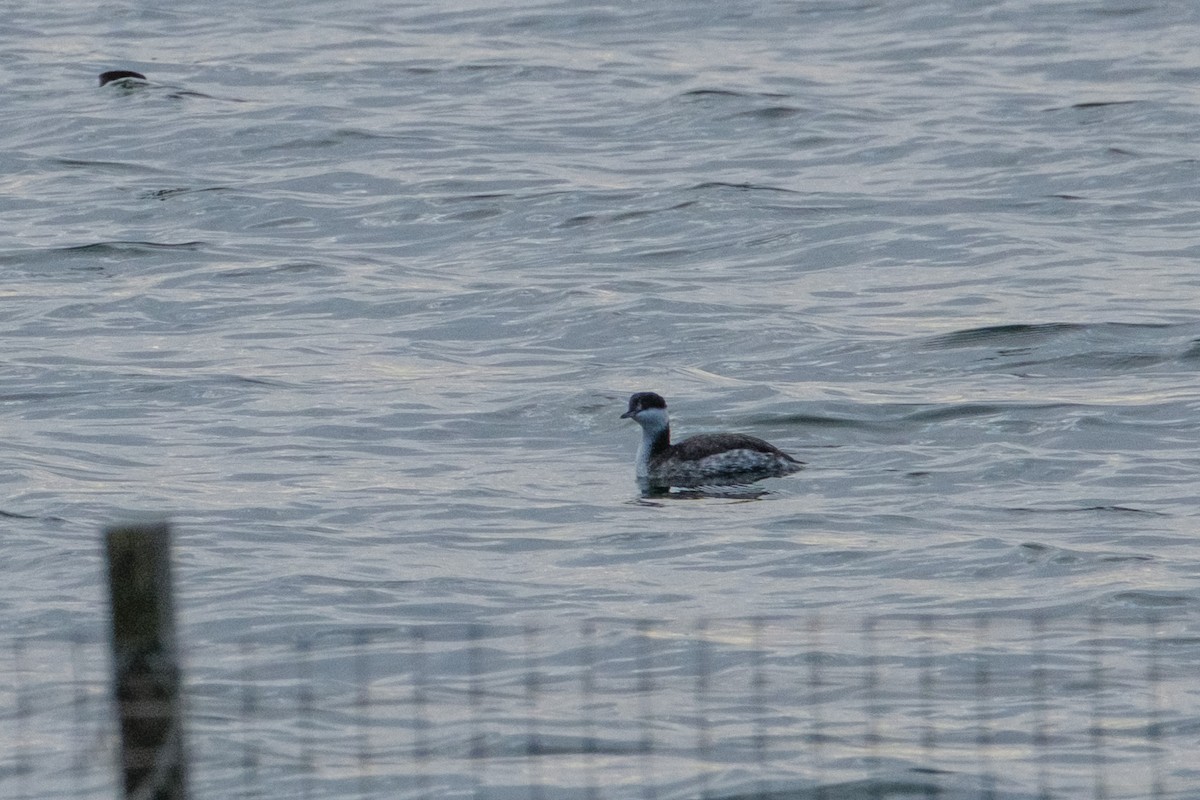 ミミカイツブリ - ML645927242