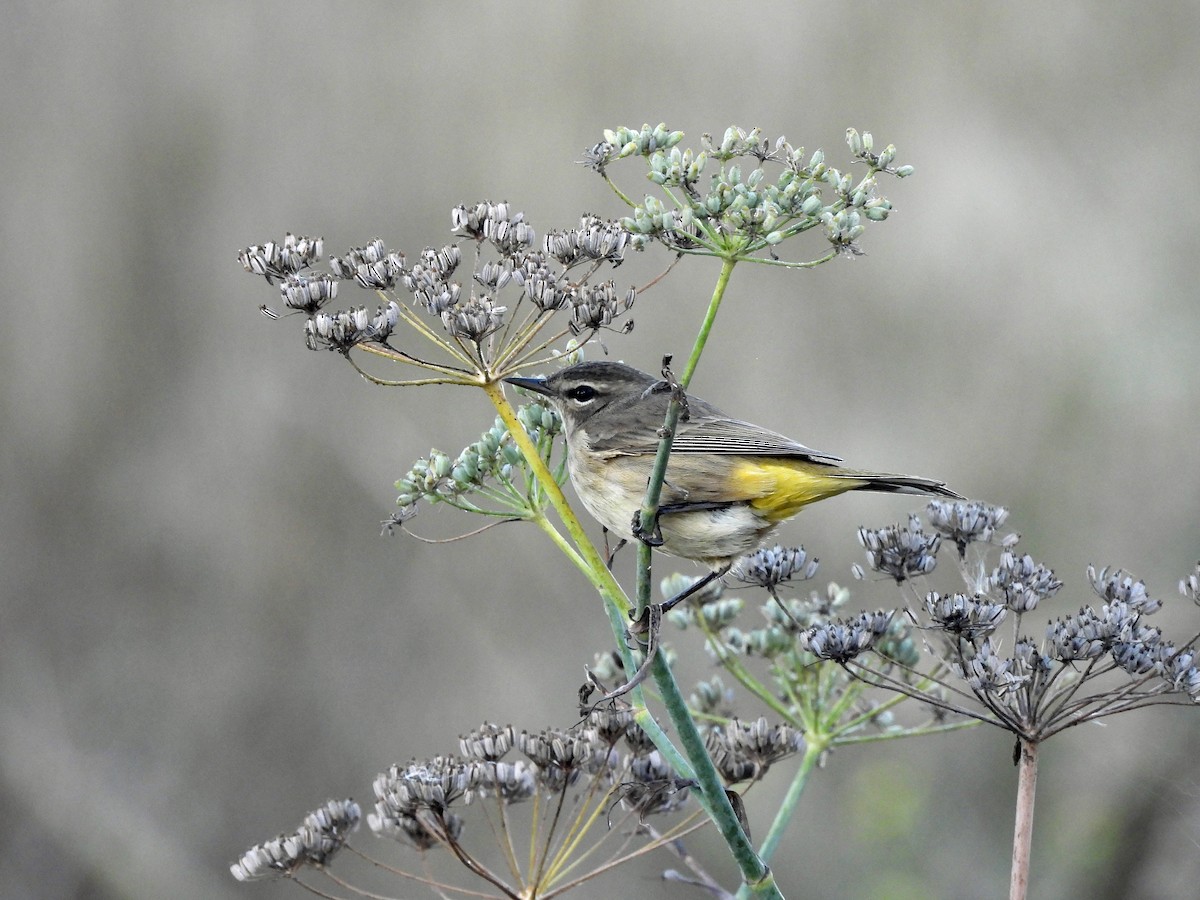 Пісняр-лісовик рудоголовий - ML645927243