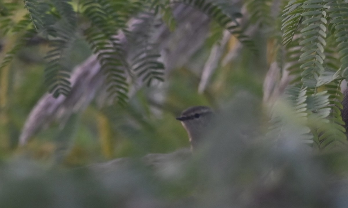 Hume's Warbler - ML645927254