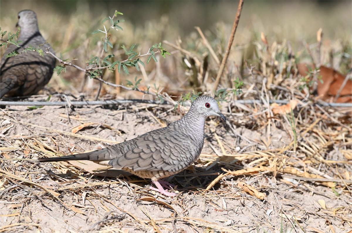 Inca Dove - ML645927258