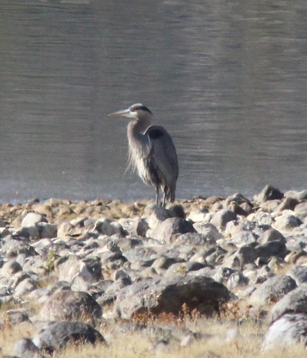 Great Blue Heron - ML645927263