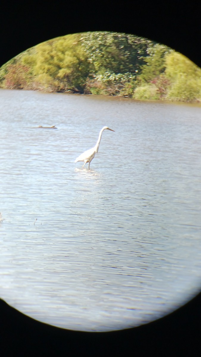 Great Blue Heron (Great White) - ML645927269