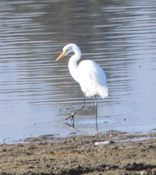 Great Egret - ML645927271