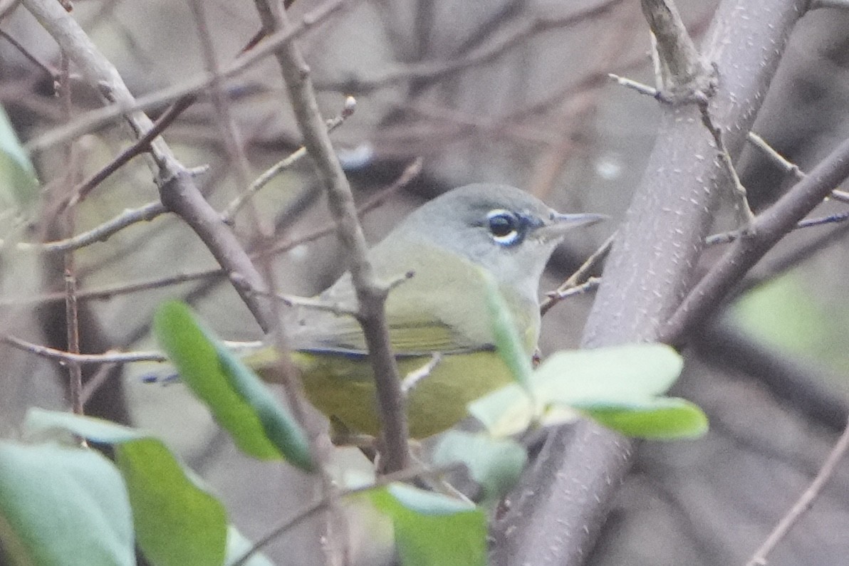 MacGillivray's Warbler - ML645927272