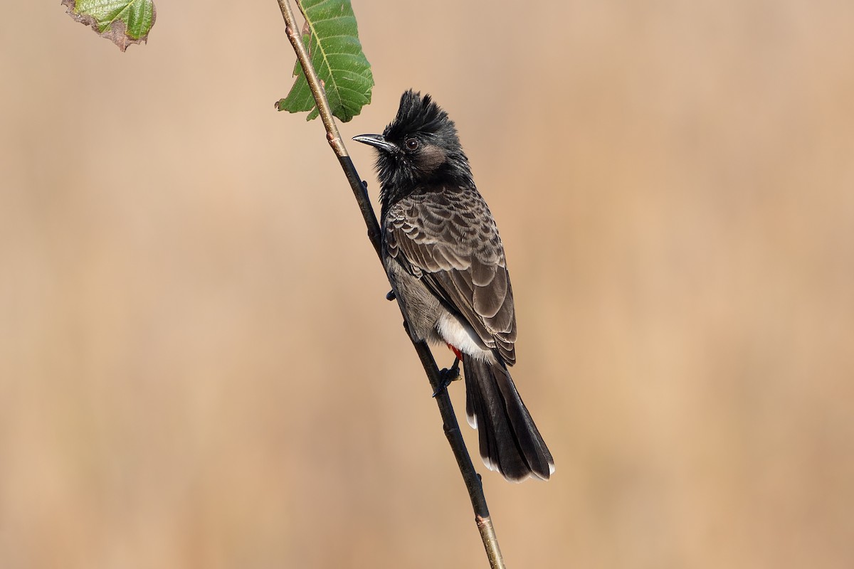Red-vented Bulbul - ML645927276