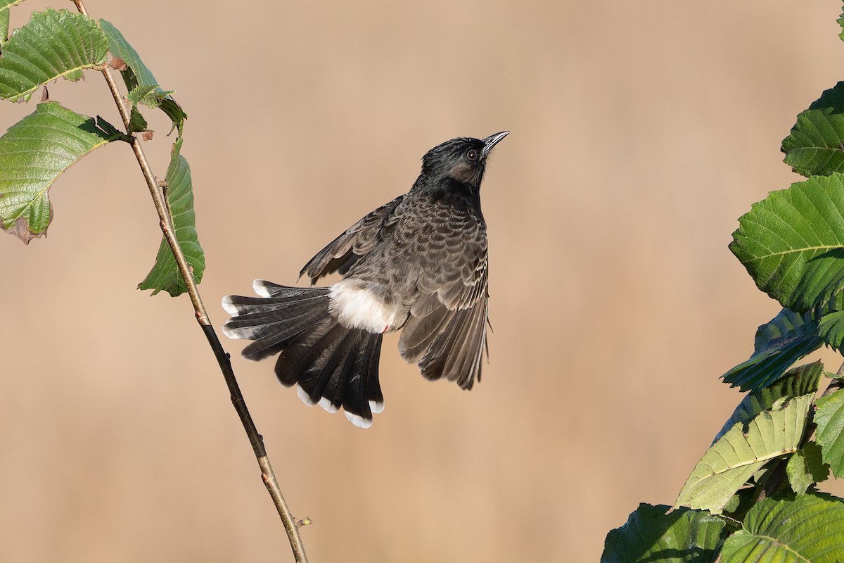 Red-vented Bulbul - ML645927277