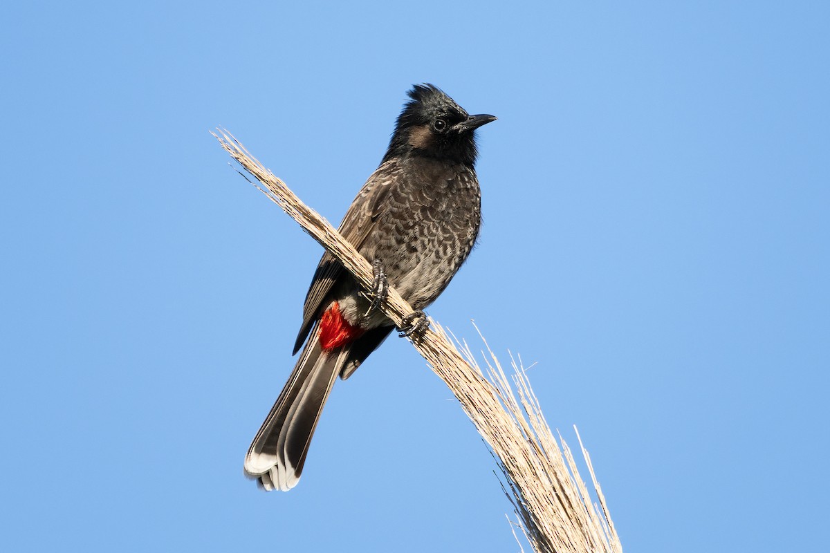 Red-vented Bulbul - ML645927278