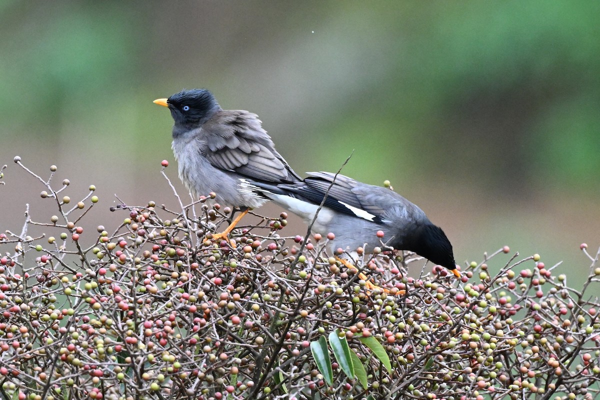 Jungle Myna - ML645927280