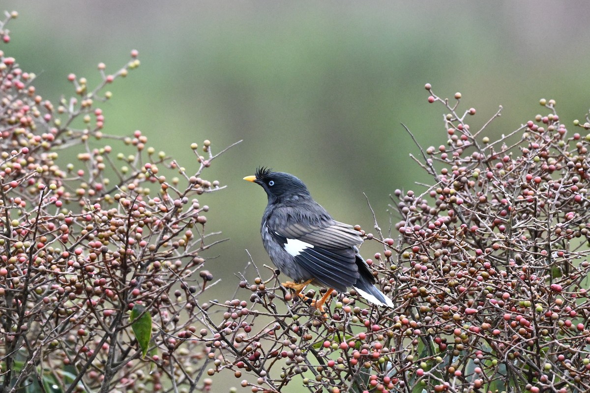 Jungle Myna - ML645927281