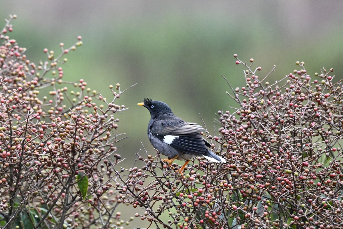 Jungle Myna - ML645927282