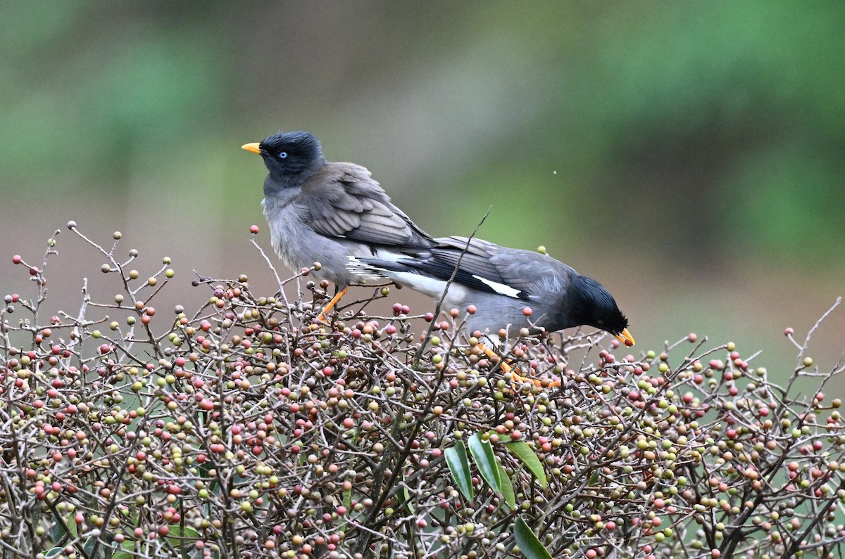 Jungle Myna - ML645927283