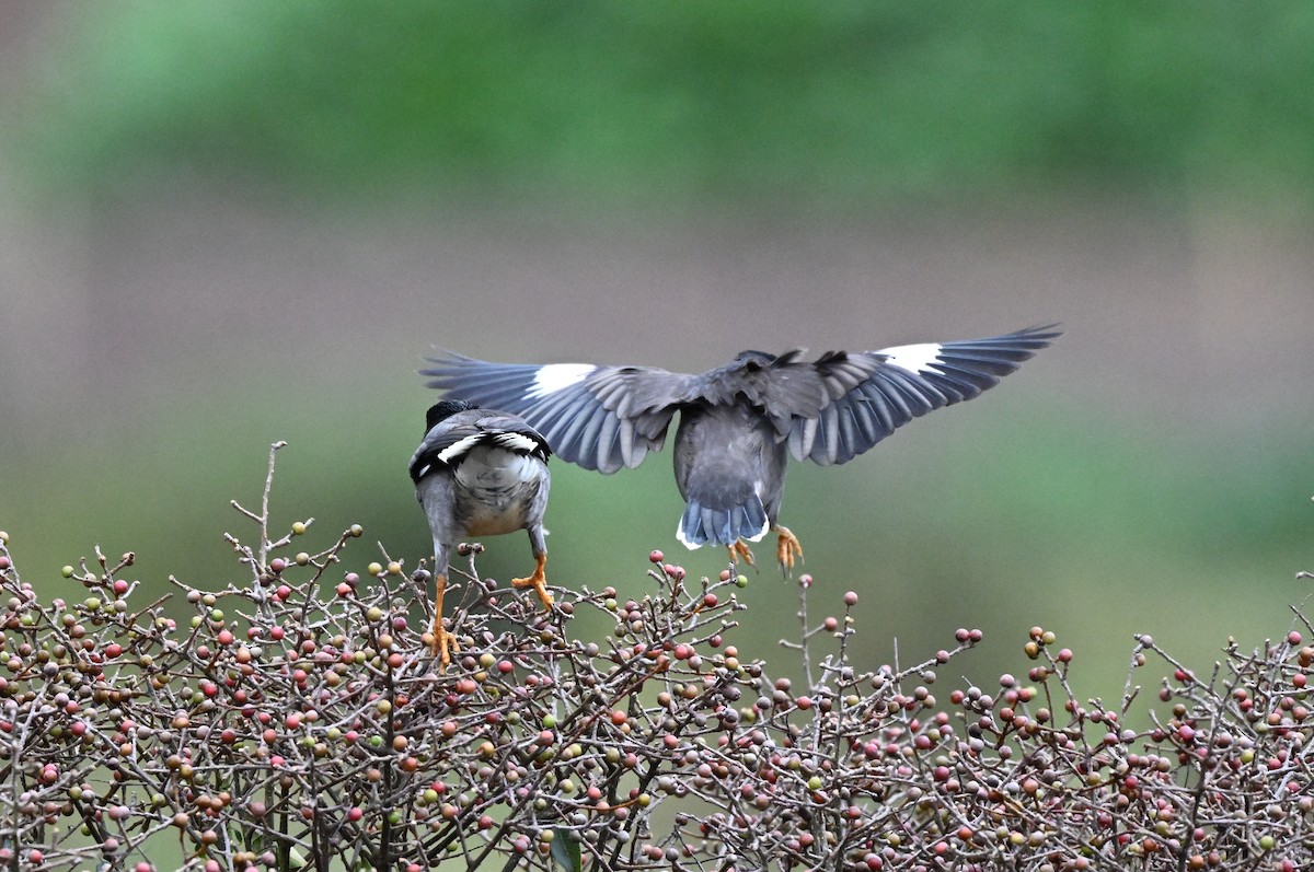 Jungle Myna - ML645927284