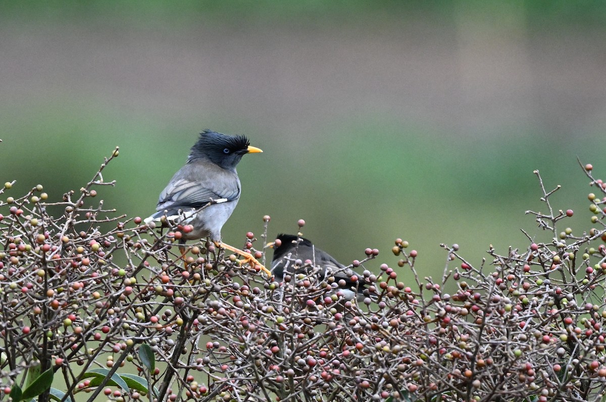 Jungle Myna - ML645927285