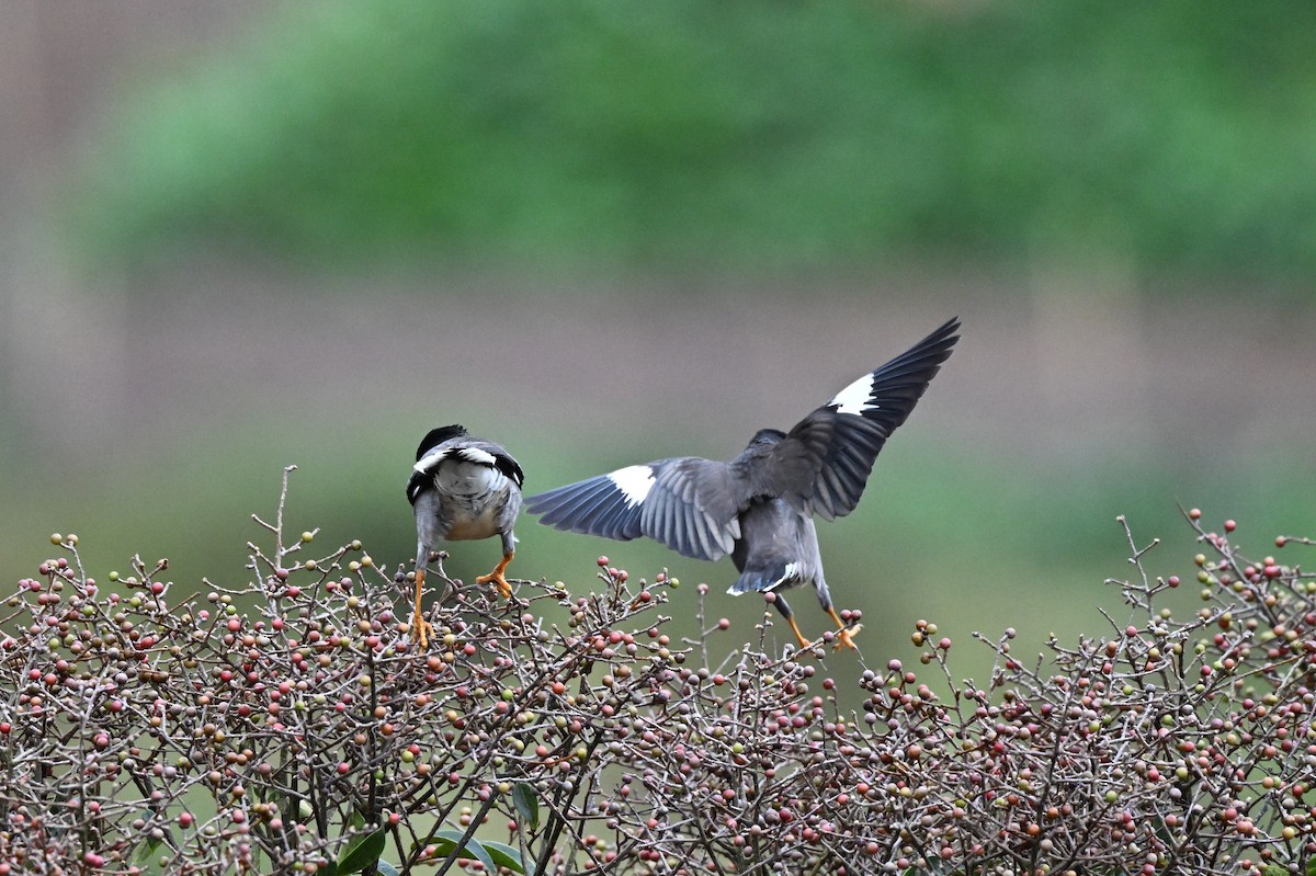 Jungle Myna - ML645927286