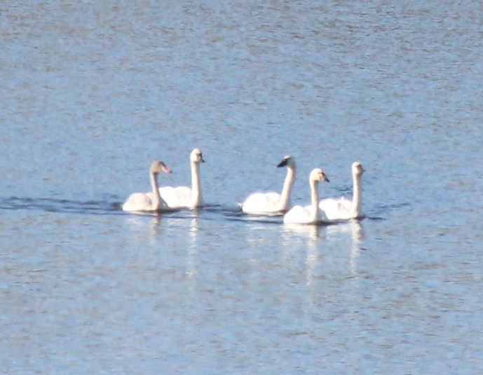 Tundra Swan - ML645927288