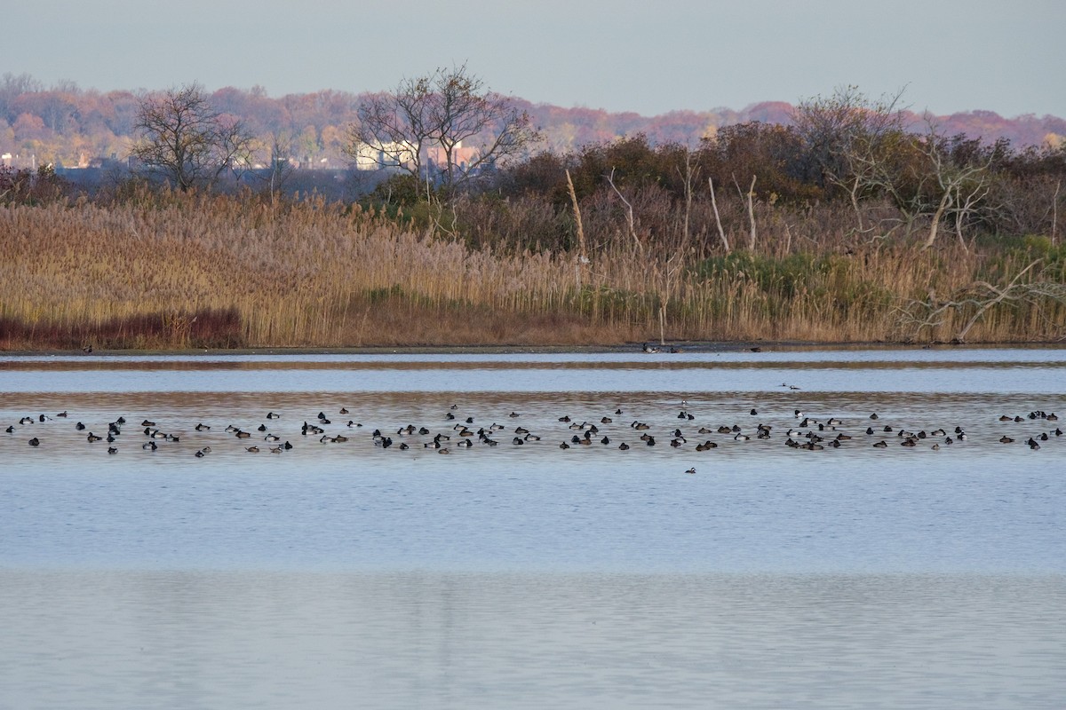 スズガモ - ML645927290