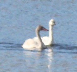 Tundra Swan - ML645927291