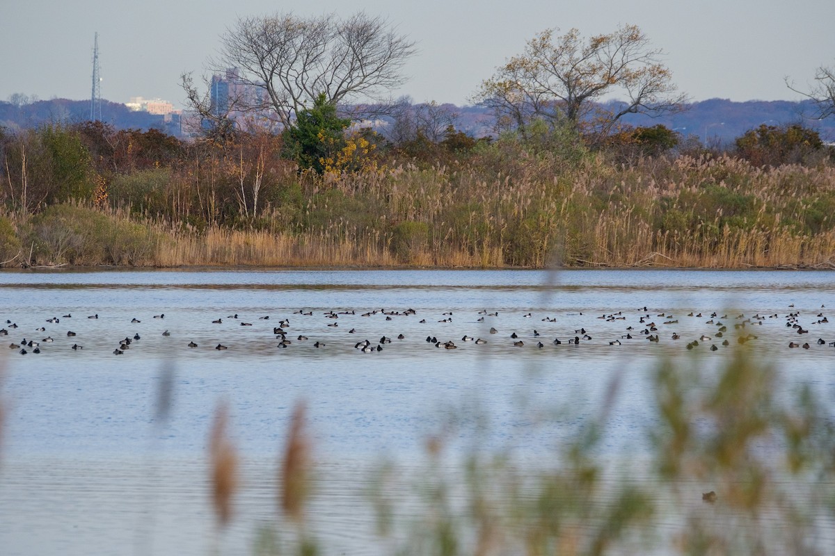 スズガモ - ML645927293