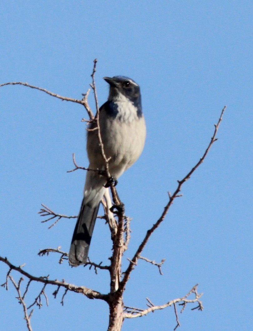 California Scrub-Jay - ML645927296