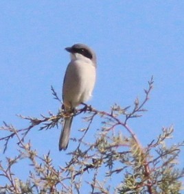 Loggerhead Shrike - ML645927307