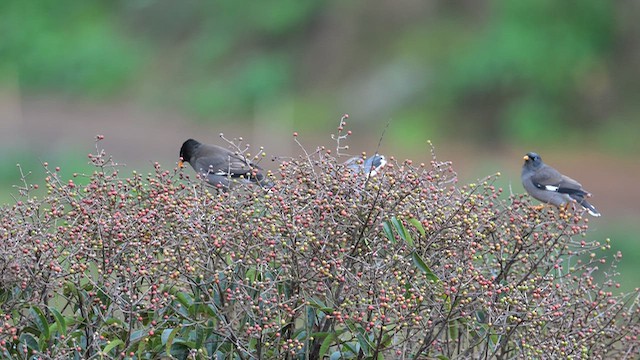 Jungle Myna - ML645927309