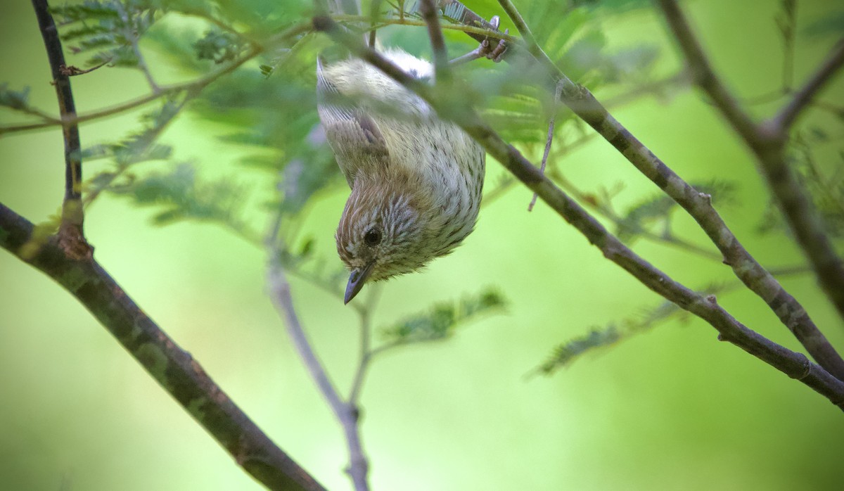 Striated Thornbill - ML645927315