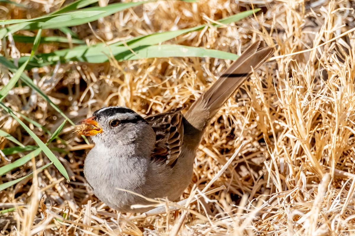 Белобровая овсянка (gambelii) - ML645927324