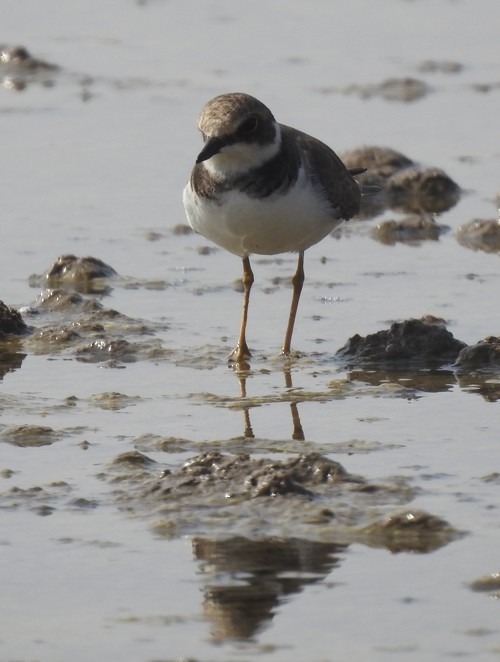 小環頸鴴 - ML645927332