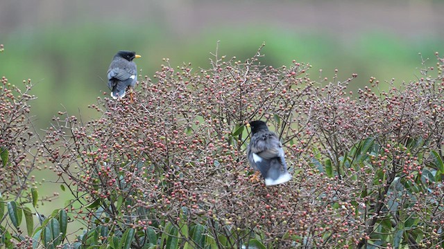 Майна джунглева - ML645927338