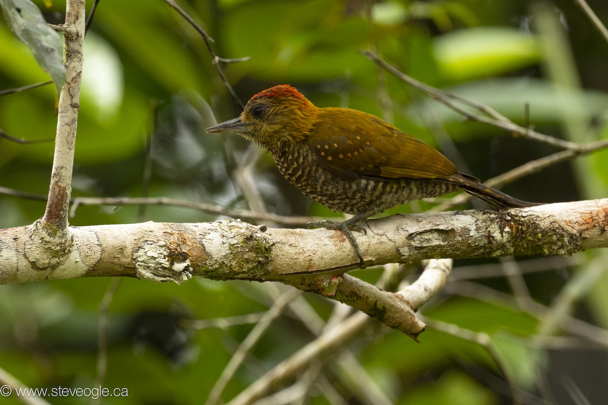 datel načervenalý - ML645927345