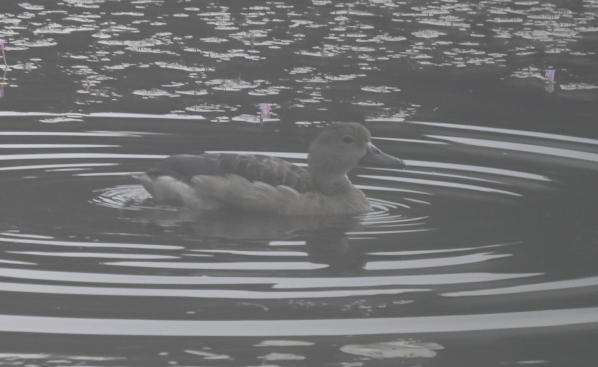 Lesser Whistling-Duck - ML645927346