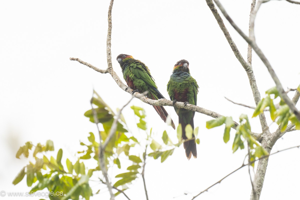 pyrura modroprsý - ML645927350