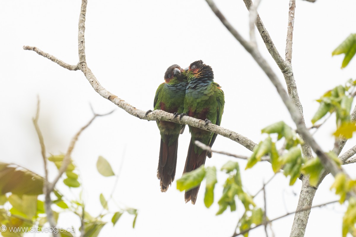 pyrura modroprsý - ML645927351