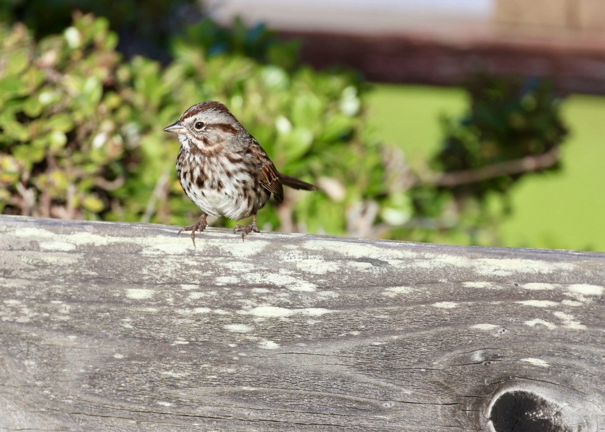 Song Sparrow - ML645927352