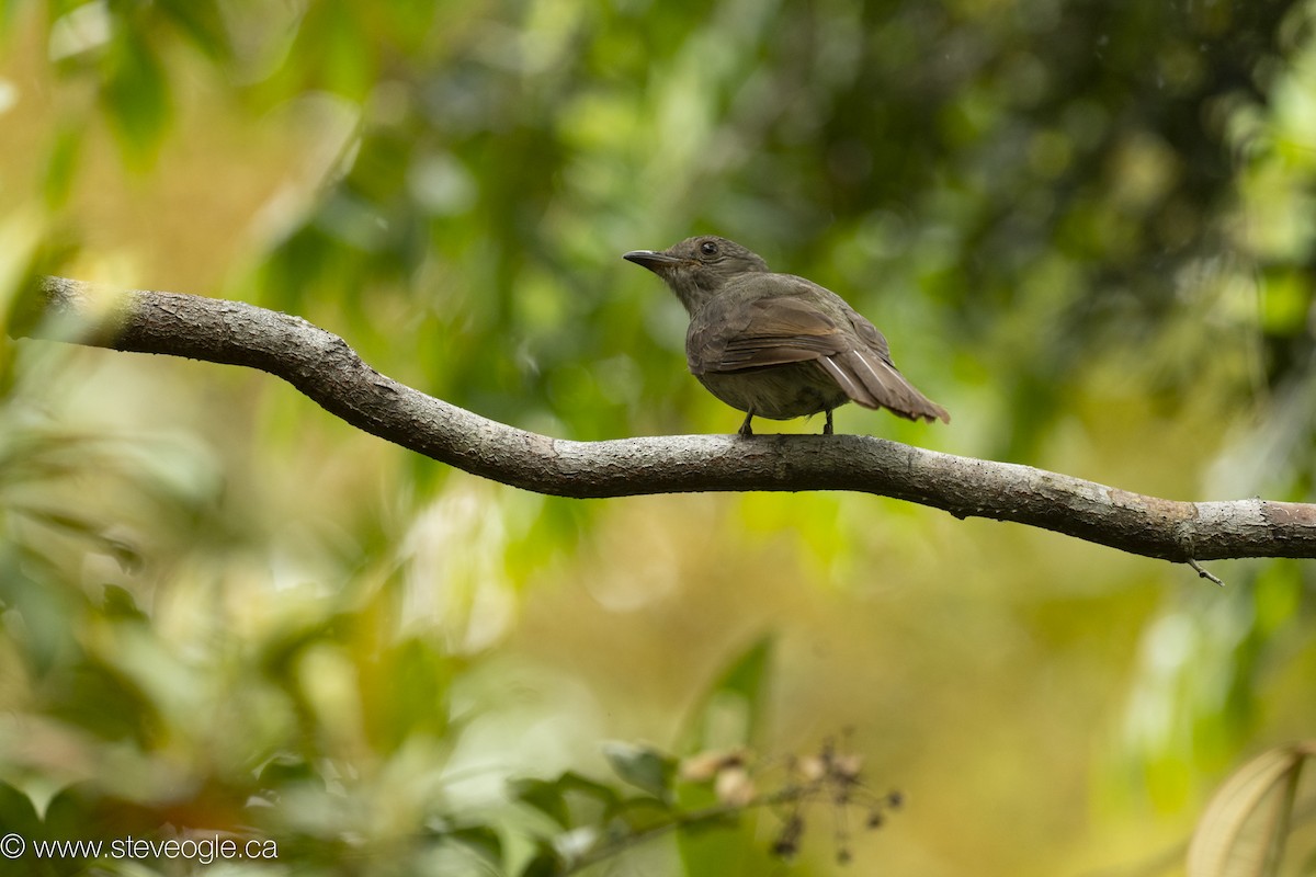 kotinga křiklavá - ML645927356