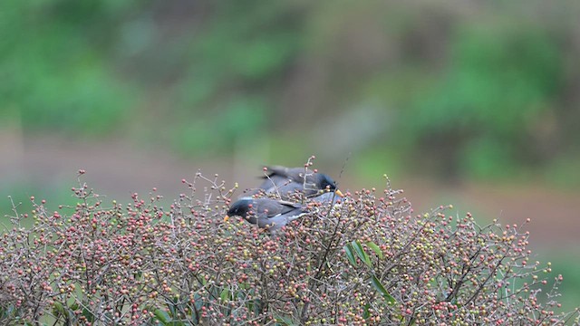 Майна джунглева - ML645927360