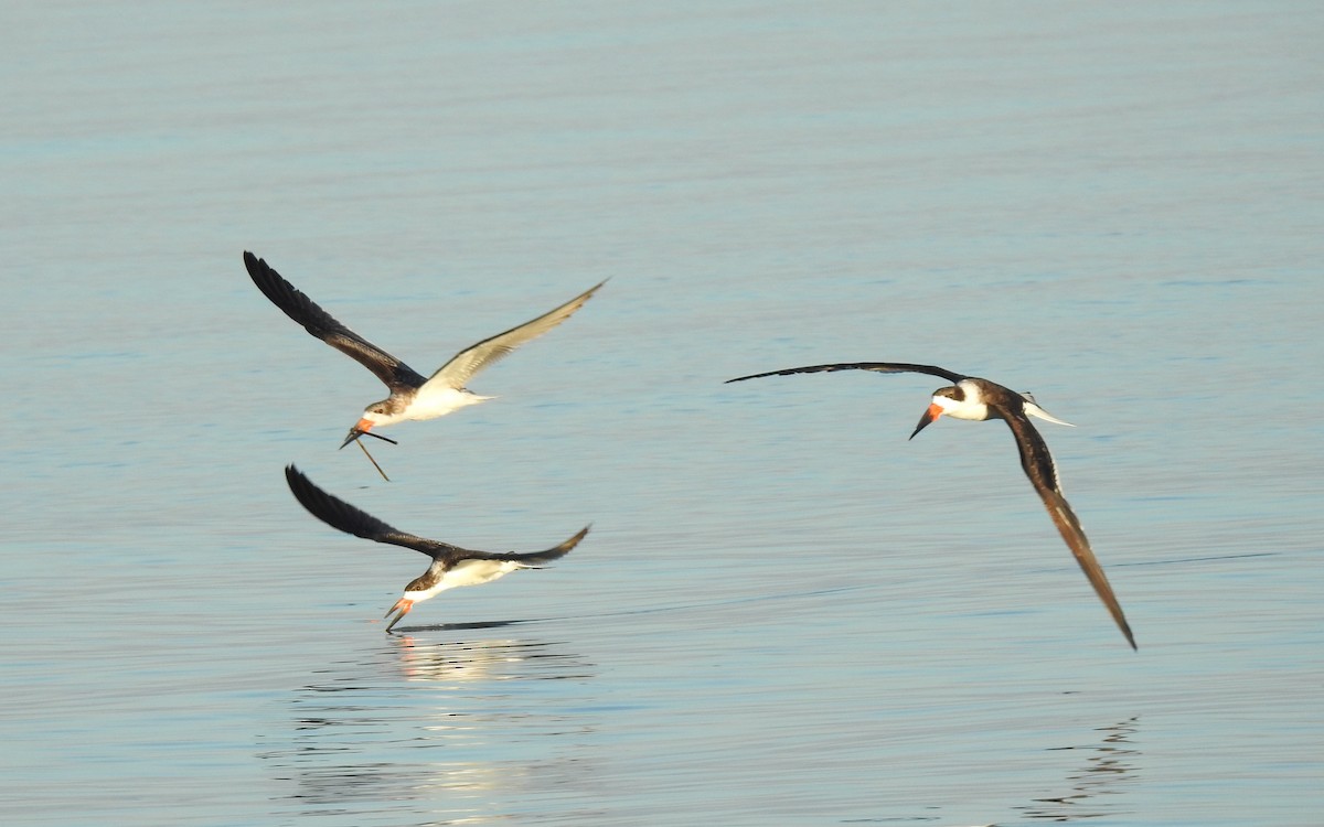 Black Skimmer - ML645927361