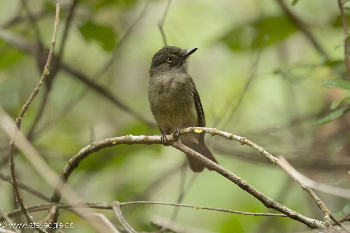 Grayish Mourner - ML645927362