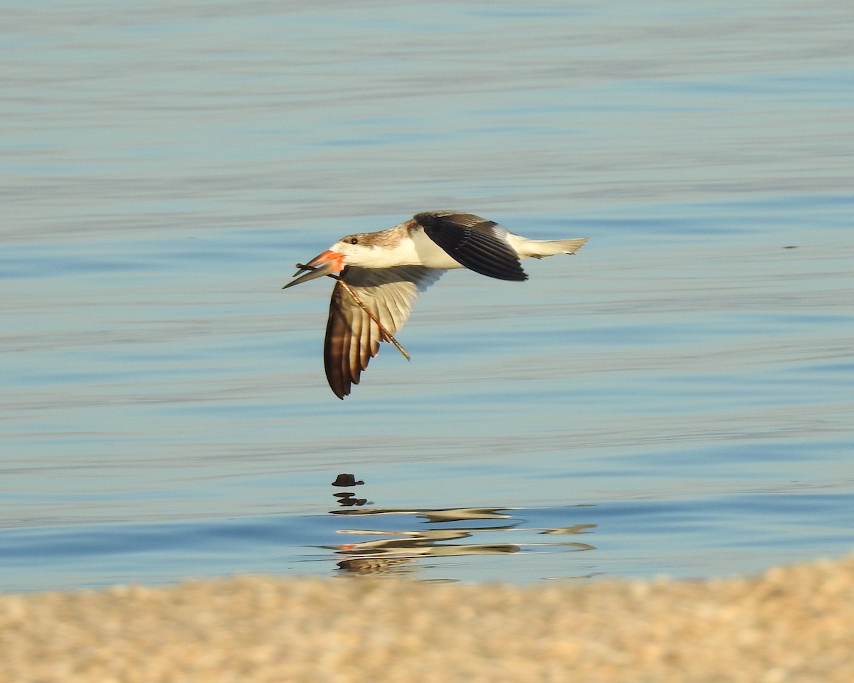 Black Skimmer - ML645927363