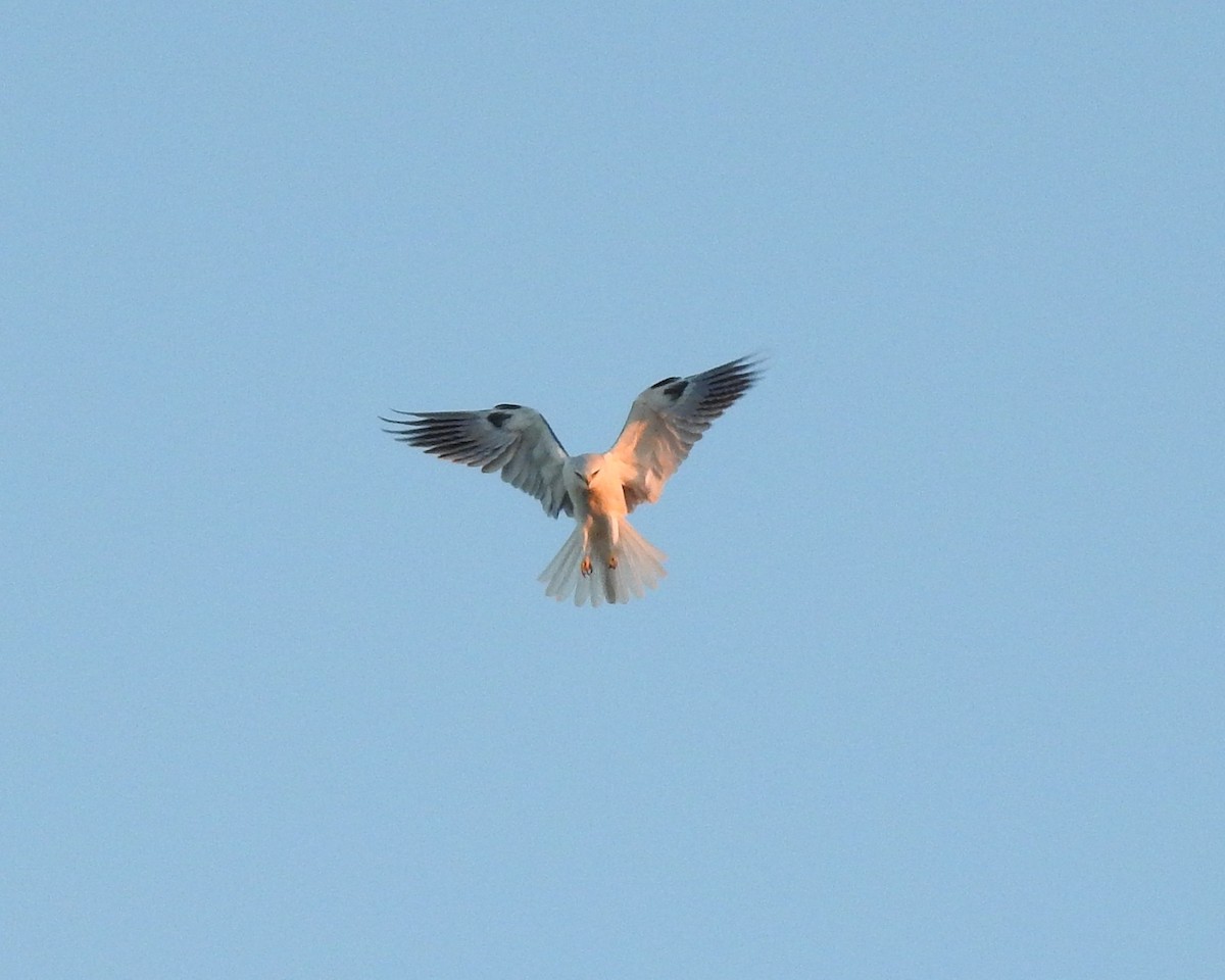 White-tailed Kite - ML645927364