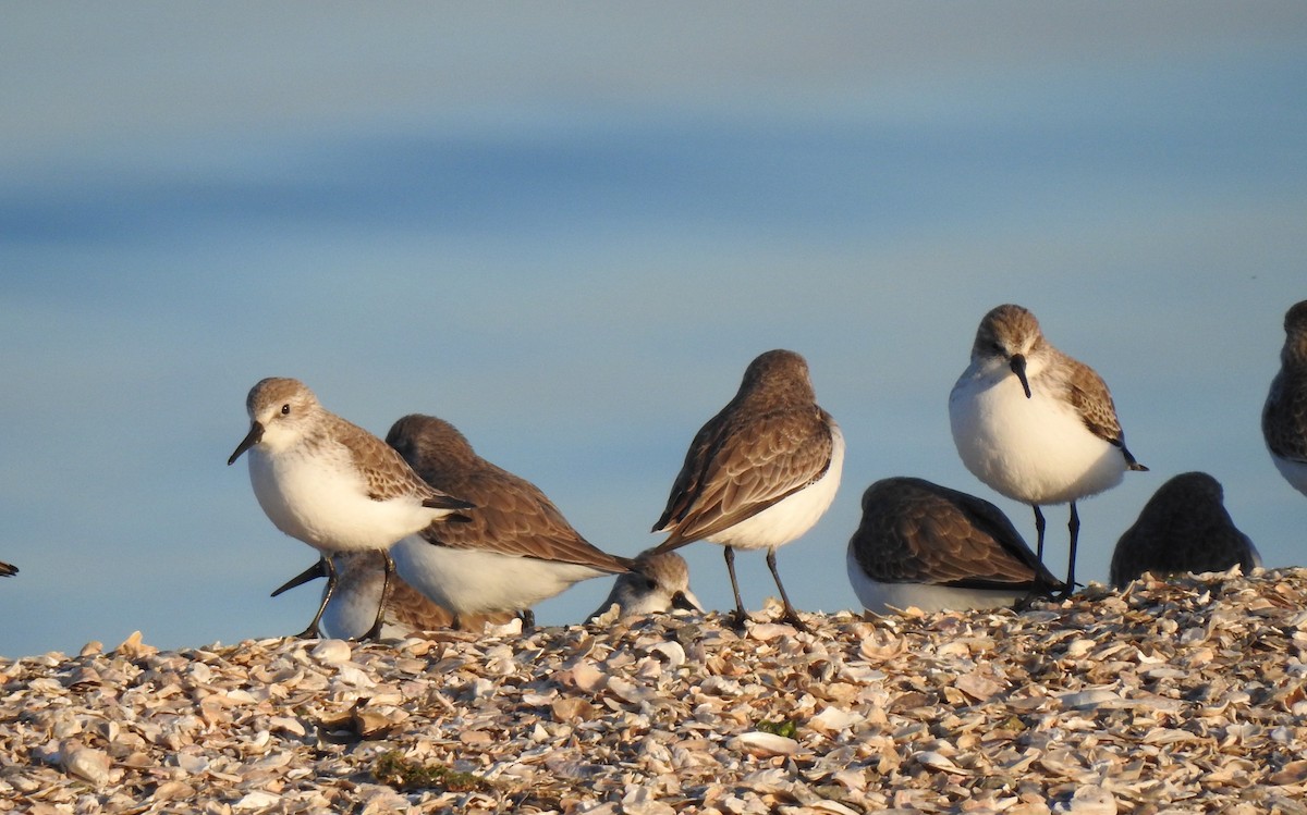 Western Sandpiper - ML645927369