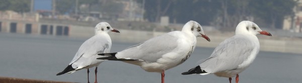 Hint Martısı - ML645927370