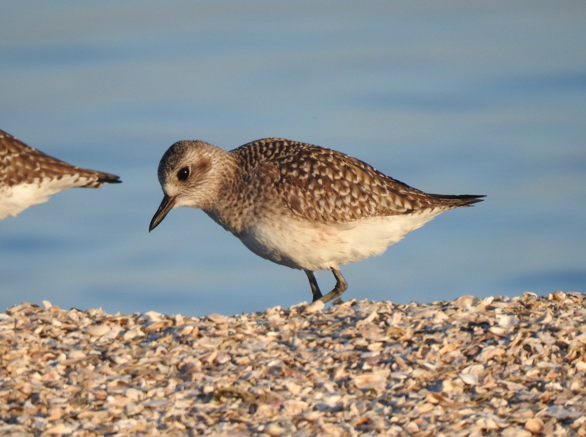 Black-bellied Plover - ML645927371